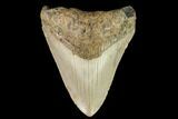 Fossil Megalodon Tooth - North Carolina #109711-1